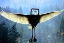 ipod aviaire