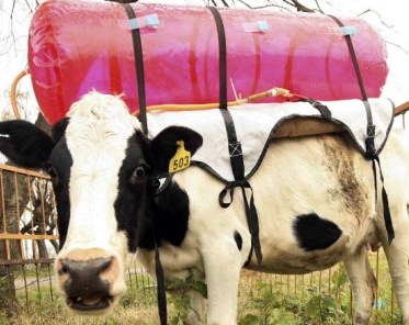 Une eco vache ?