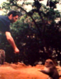 indo monkey